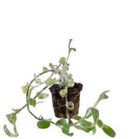 Tradescantia White Velvet 3 Inch Pot